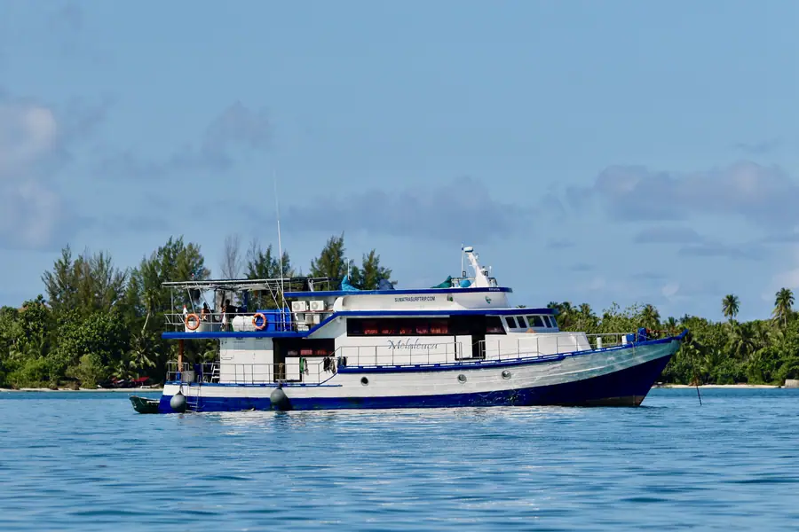 Melaleuca seen from the water